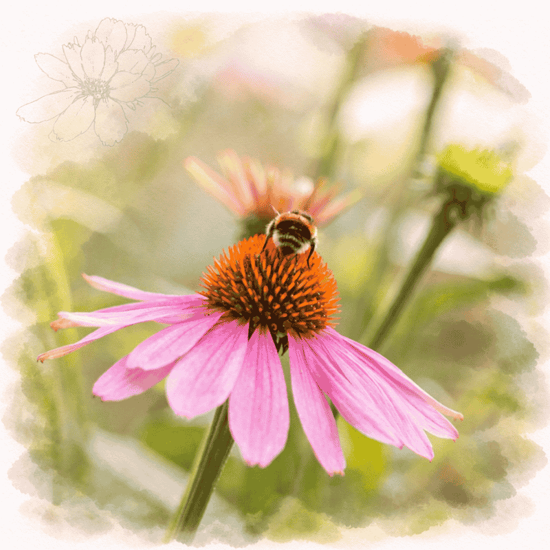 Purpur-siilikübar (Echinacea) – Immumed tooraine
